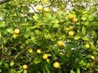 Citrony v zámeckém skleníku v Rájci nad Svitavou. Foto Michal Záboj