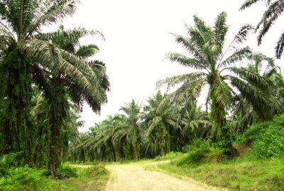 Expozice v kině ukazuje dopady pěstování palmy olejné