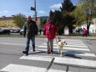 Vodicí psi pro nevidomé soutěžili v centru Blanska. Foto Michal Záboj
