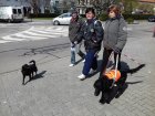 Vodicí psi pro nevidomé soutěžili v centru Blanska. Foto Michal Záboj