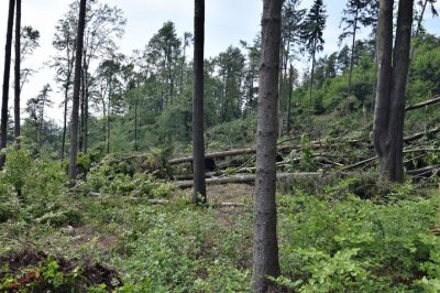 Bouřky poškodily lesy zejména v severní části Moravského krasu
