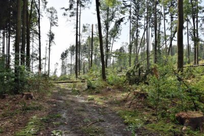 Na Blanensku začal platit zákaz vstupu do některých lesů