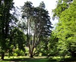 Opatovická borovice se stala Stromem roku a postupuje do Evropy