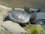 V jezírku v zámeckém parku v Blansku žijí želvy